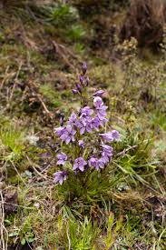 Image result for Tristicha