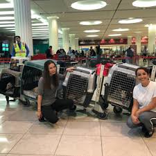 Then, pet shipping companies will send you quotes as they compete for your business. Pet Relocation Services Shipping Transport Services Jetset Pets