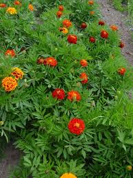 Tagetes is a genus of annual or perennial, mostly herbaceous plants in the sunflower family asteraceae. Sb Tagetes Patula Nana Sparky Mix Seedshop24 Saatgut Gartenartikel