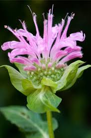 May 16, 2019 · maybe dandelions are not important for bees in warm bc or ontario, but i would hazard to say they are very important in alberta. Growing Bee Balm The Perfect Perennial To Attract Bees Butterflies