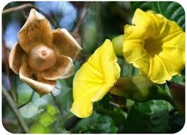 Image result for Merremia tuberosa