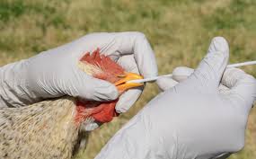 Se han identificado más de doce tipos de influenza aviar, entre ellos, las dos cepas que han infectado más. Rusia Detecta El Primer Caso De Gripe Aviar H5n8 En Humanos Ct En Vivo