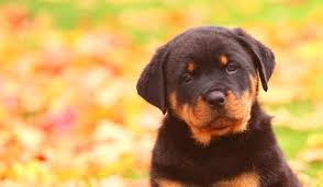 The cheapest offer starts at £75. How To Leash Train A Rottweiler Puppy Wag