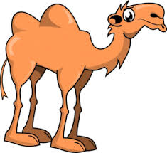 Sand up the nose can be a problem, but not for camels. Alice The Camel Aussie Childcare Network