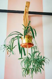 Image result for Chlorophytum sparsiflorum