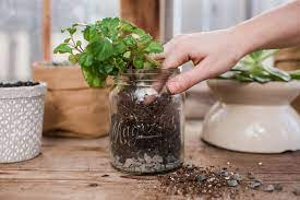Plant pots like the 8 litre pot allow all the roots of the plant to get sufficient ventilation. How To Plant In A Pot Without Drainage Holes Magnolia How To Pot A Plant Landscaping With Rocks How To Plant