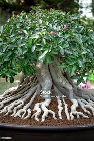 Image result for Adenium
