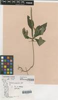 Image result for Elytraria acaulis