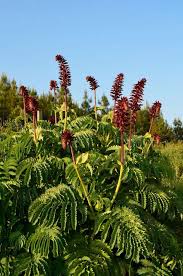 Image result for Melianthus major