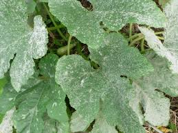 Oidium Maladie Cryptogamique Fleau Du Potager En Carres Carre Potager Potager Jardin Potager