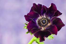 Purple Anemone Flowers Flowers Beautiful Flowers Anemone Flower