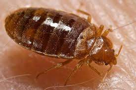 The company treats all types of insects such as cockroaches, bed bugs, ants, termites, lizards, ticks, lice, mites, spiders, mice, rodents and others. Bed Bugs Pest Control Bed Bug Treatment Dubai Services Company