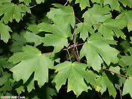 The florida maple's native habitat is rich bottomland forests. Southern Sugar Maple Acer Floridanum