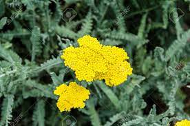 Yellow Yarrow Flowers Green Field Bush Plant Achillea Millefolium Stock Photo Picture And Royalty Free Image Image 91098939