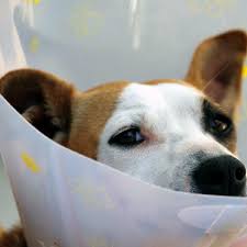 5 alternatives to the cone of shame