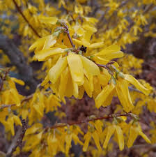 Image result for Oleaceae