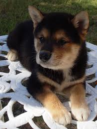 Shiba inu is a basal breed that precedes modern breeds of the 19th century. Reserve A Shiba