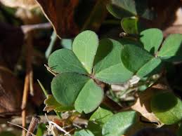 Image result for Oxalis corniculata