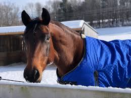 The Ride Podcast Ep. 100: With Stacy Westfall - Horse And Rider