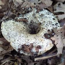 Image result for Russula perlactea