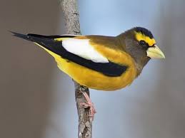 Maybe you would like to learn more about one of these? It S Winter Finch Time The Bird House Ny