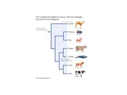 Mega 7 is an offline software that is used to make phylogeny tree as. Evolutionary Analysis Tree Mathematical Structure Model Evolutionary History Ppt Download