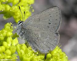 Image result for Satyrium compactum