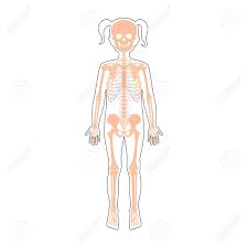 Check spelling or type a new query. Child Girl Skeleton Anatomy In Front Profile And Back View Vector Isolated Flat Illustration Of Skull And Bones In Human Kid Body Halloween Medical Educational Or Science Banner Royalty Free Cliparts Vectors