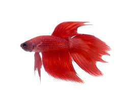 The female veiltail betta is also known as a siamese fighting fish. The Fascinating Origin Of Betta Fish And Other Fun Betta Facts
