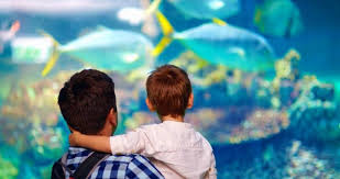 One of the largest cities in texas, plano is just a short distance from dallas. 25 Fun Things To Do In Texas With Kids Of All Ages