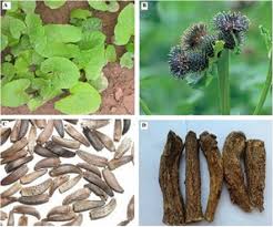 Image result for Costus