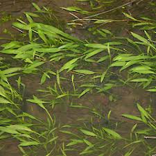 Image result for Aneilema lanceolatum