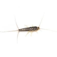 Unfortunately, for many people this is some homeowners attempt to control bed bugs on their own and only call a professional when their attempts fail. Insects Identification Library Page 2 Of 2 Florida Pest Control Pest Control And Exterminators Services In Miami Ft Lauderdale Miami Dade County