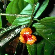 Image result for Casearia gladiiformis