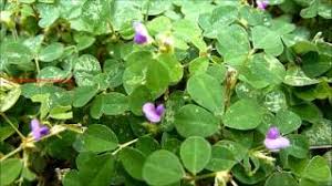 Image result for Desmodium ospriostreblum