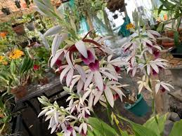 Image result for Phaius