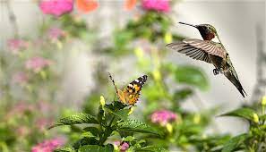 I don't have a good image of a hummingbird eating from flowers in our garden (yet!) but they are with us every day almost year round. Plant A Butterfly Hummingbird Garden