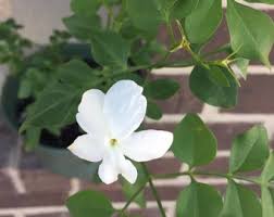 Image result for Jasminum pauciflorum