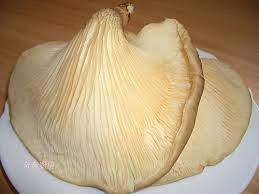 《糖醋鮑魚菇|sweet and sour oyster mushrooms》酥脆的鮑魚菇，淋上酸甜順口的糖醋茄醬，一下子就見底了，差點忘記這是道蔬食料理! å¥‡å¥‡åšçš„ é®'é­šè‡æŽ'é£¯ ç‰¡ç¾Šåº§å¥‡å¥‡ä¹‹ä¸è½æ ¼ éš¨æ„çª©xuiteæ—¥èªŒ