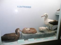 Sowohl möwen als auch albatros sind wichtige vogelarten, die um das meer leben. Maybe I Could Tell The Difference Between An Albatross And A Seagull Photo