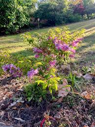 Image result for Indigofera