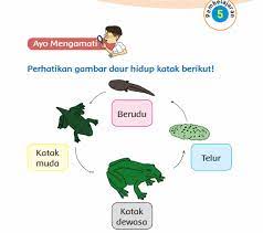 Seratus dua puluh tiga c. Kunci Jawaban Tema 1 Kelas 3 Halaman 132 133 134 135 Subtema 3 Pertumbuhan Hewan Pembelajaran