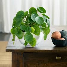 Read more about how to clean the leaves of your indoor plants here. Houseplants By Category Indoor Plants
