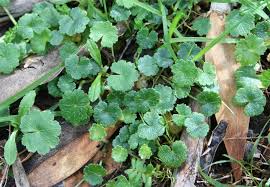 Image result for Hydrocotyle