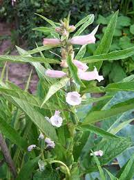 Sesame Seeds Plants Pictures Yahoo Image Search Results Plants Types Of Herbs Plant Pictures
