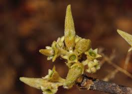 Image result for Vangueriopsis lanciflora