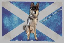 Check spelling or type a new query. Tamaskan Dog Register Tdr Inc Twitter