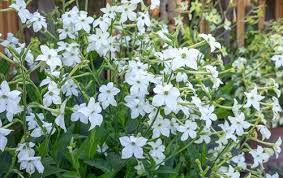 Buy Nicotiana Alata Grandiflora Tobacco Plant Sarah Raven Plants Perennials Cottage Garden Plants