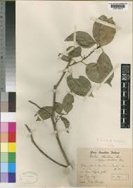 Image result for Toddalia simplicifolia