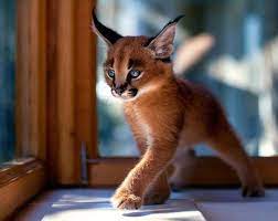 Baby Caracals Might Just Be The Cutest Cat Species Ever Beautiful Cats Caracal Kittens Cat Species